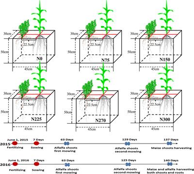 More N fertilizer, more maize, and less alfalfa: maize benefits from its higher N uptake per unit root length